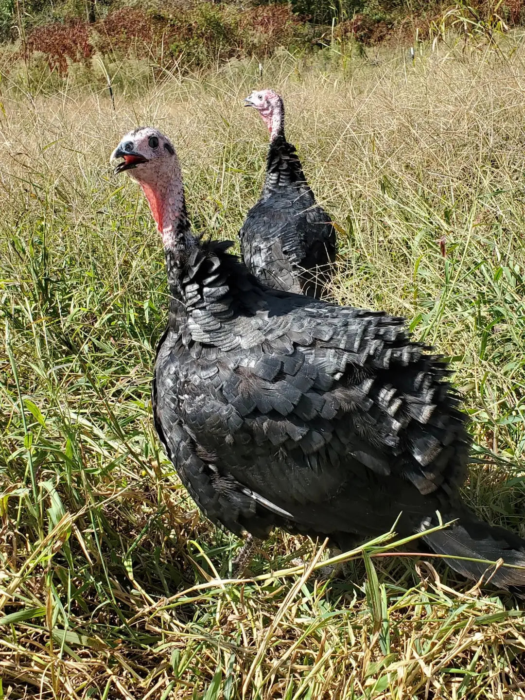 Heritage Black Turkey- Joyce Farms